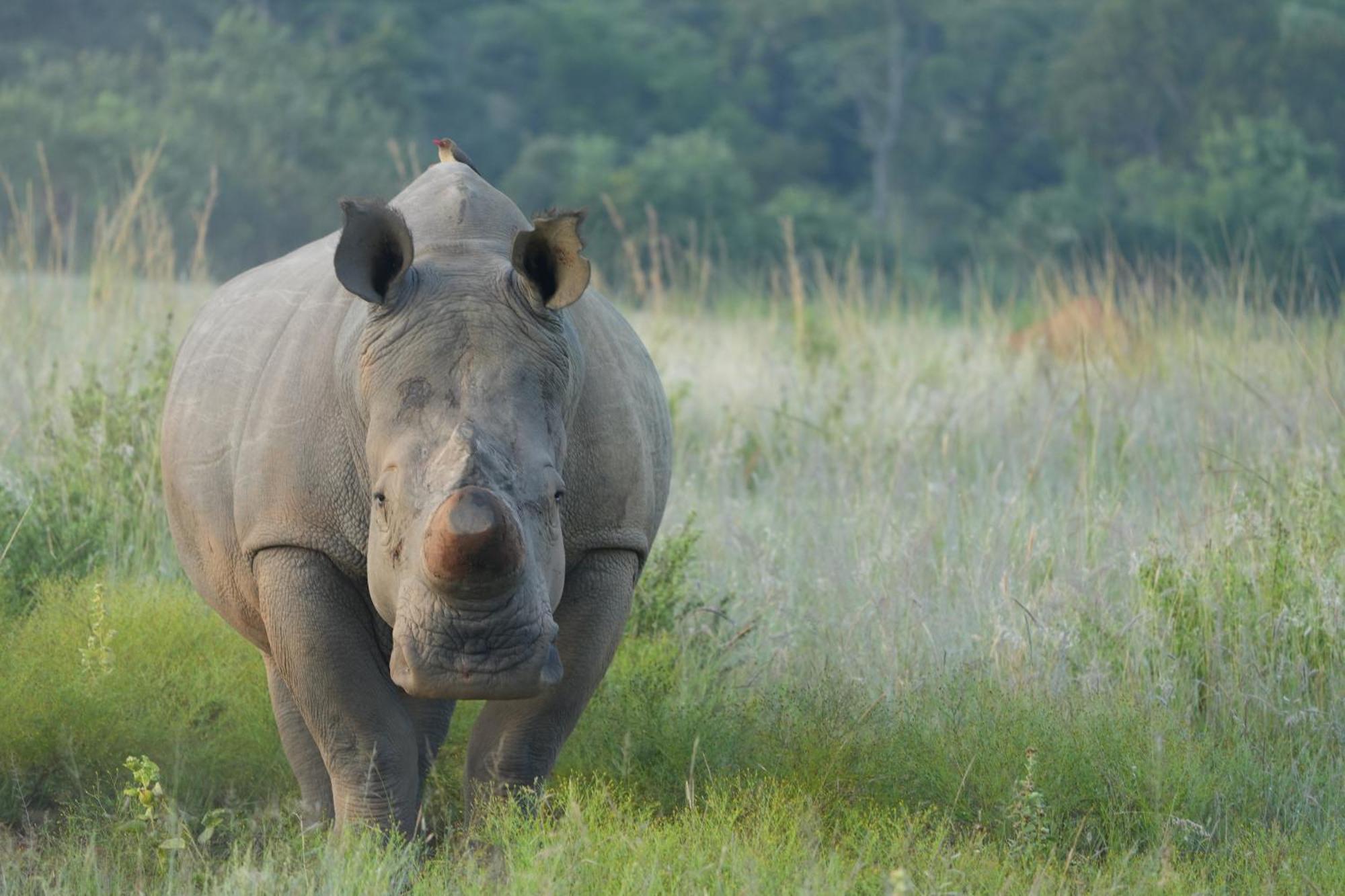 Shibula Safari Lodge Welgevonden Game Reserve Εξωτερικό φωτογραφία