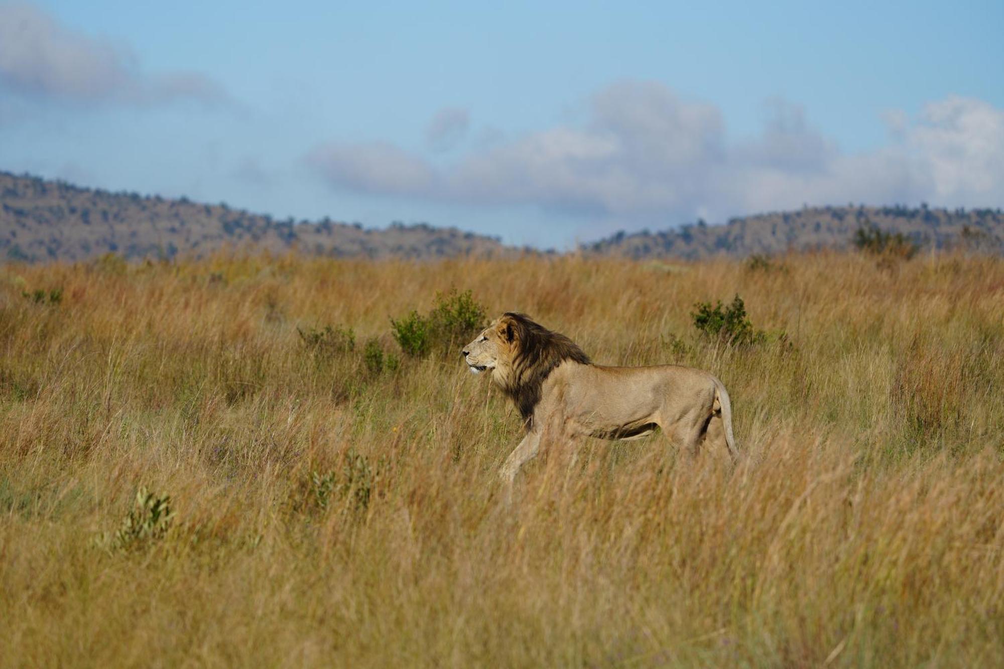 Shibula Safari Lodge Welgevonden Game Reserve Εξωτερικό φωτογραφία